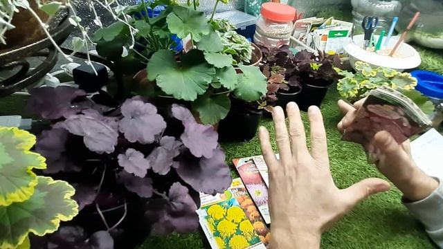 Цветы непрерывного цветения для сада и балкона ЦВЕТУТ ВСЕ ЛЕТО неприхотливые