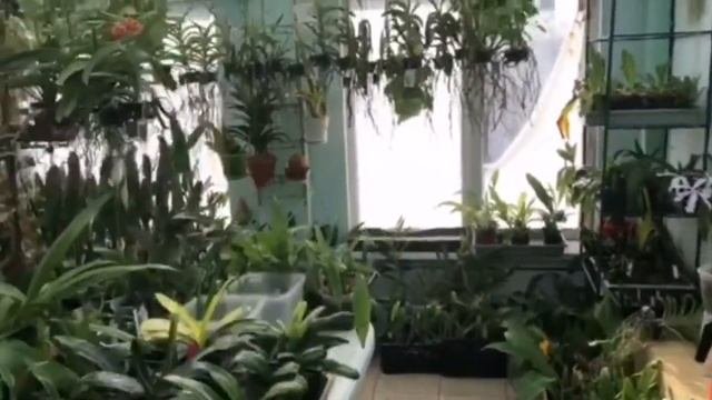 Оранжерея Маргариты Полюшко(М And M Orchids)
