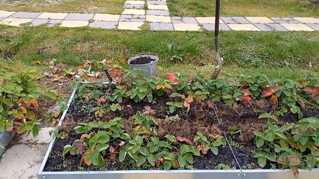 посадка лука в клубнику осенью 🧅 смотреть онлайн