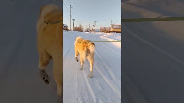 Продажа щенков САО из Копейска(2) смотреть онлайн