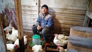 бройлеры, когда брать покупать!?