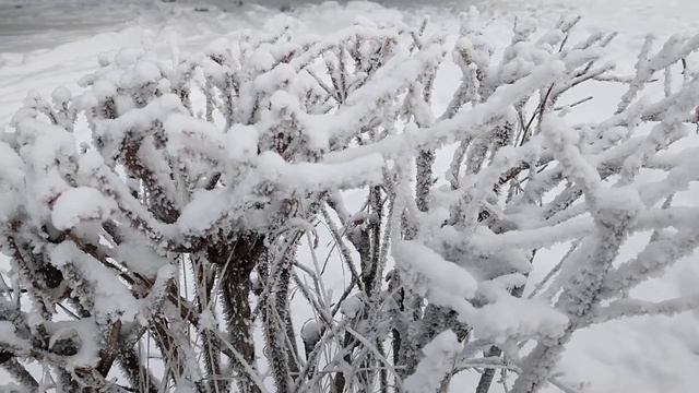 Изморозь кристаллическая. Crystalline frost.