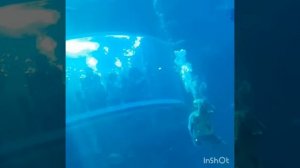 Йосу океанариум Южная Корея