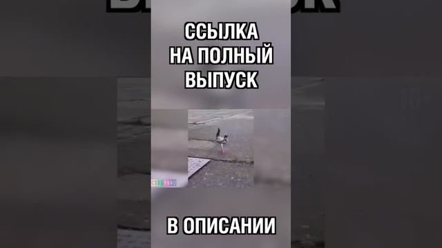 УЧЕНЫЕ СЛУЧАЙНО СКРЕСТИЛИ СТРАУСА И ГОЛУБЯ