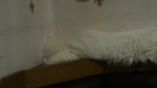 Кот невской маскарадной Вильям 8 месяцев смотреть онлайн