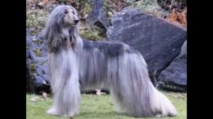 афганская овчарка.