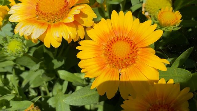 Common Blanket Flower | Firewheel | Gaillardia aristata | Free Footage for MOAH Members смотреть онлайн