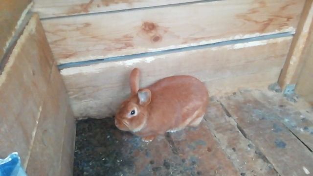 Порода кроликов нзк, характеристика породы смотреть онлайн