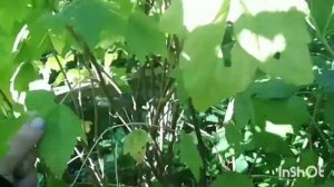 Чтобы закладывались плодовые почки и быть с большим урожаем смородины.