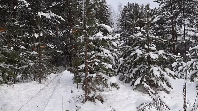 Ловля птиц (щуры,серый снегирь) смотреть онлайн