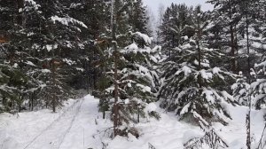 Ловля птиц (щуры,серый снегирь)