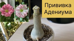 Прививка адениума «флат». Распаковка и осмотр. Завязались три почки. Пока все с прививками. 6.10.23