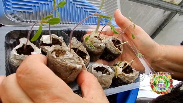 В чем секрет быстрой перевалки рассады помидоров в горшочки без пикировки смотреть онлайн
