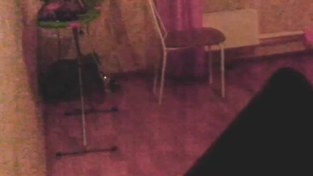 Летучая мышь летает по комнате, Бэтмен отдыхает #летучаямышь #Бэтмен