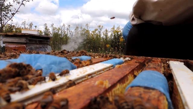 Щавельевая кислота в глицерине от клеща (один корпус рута) смотреть онлайн