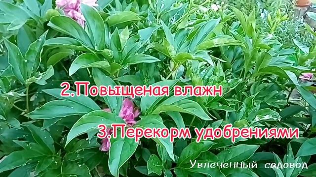 Мучнистая роса. Причины. Методы борьбы.