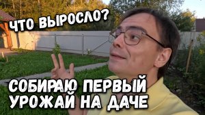 Поехал на дачу собрать первый урожай, что выросло? Дачный влог после болезни, все вырастил сам