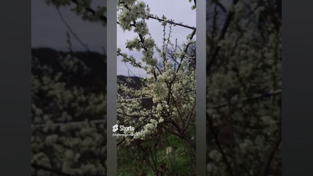 Песня ты скажи скажи мне вишня