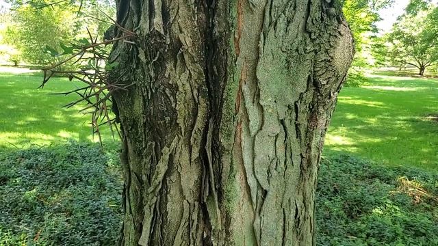 Gleditsia triacanthos - honey locust смотреть онлайн