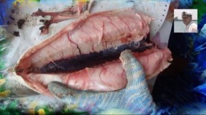 Рыба ленок.Как разделать рыбу лососевых пород - ленок  дома. (ч 3) от Petr de Cril'on