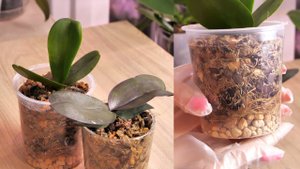 Орхидеи ДАЧНИЦЫ в РАБОТЕ. Миксовка ВКУСНОГО грунта и ПЕРЕСАДКА.