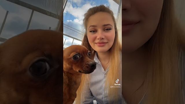 Той терьер