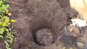 Посадка яблони и груши осенью - 7 дач