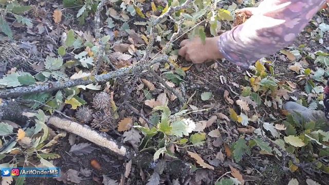 Meşe Palamudu Toplama İşi - Demirci / Manisa смотреть онлайн