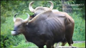 ГАУР , Самый крупный бык ,  Который Пугает тигра , Гоняет медведей ,   Самый бесстрашный бык в мире