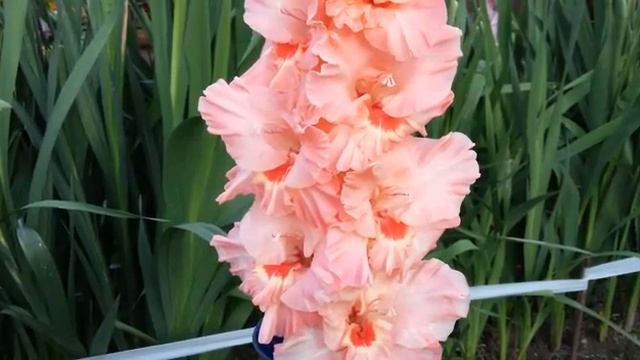 Цветение гладиолусов. Сорт "Нижний Новгород" смотреть онлайн