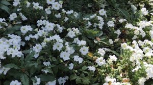 ОТЧЕ НАШ - Тайна молитвы. Пестов