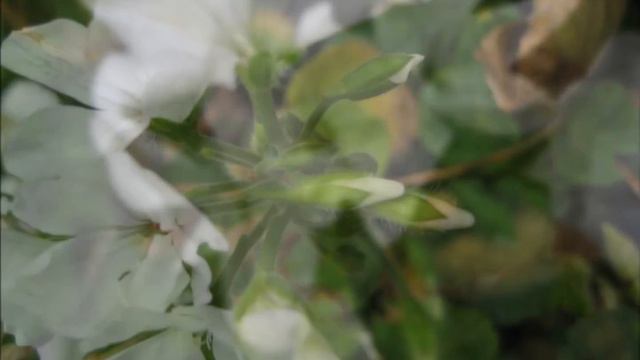 天竺葵 ( Zonal Geranium Flowers ) смотреть онлайн