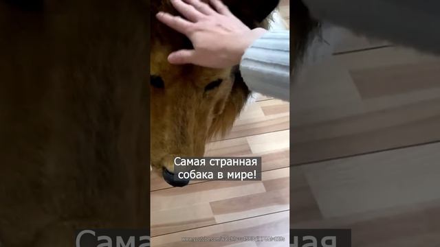 Самый странный пес на земле. В чем его секрет? Полное видео уже на канале! Подпишись!