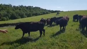 650 кг Коровы Абердин Ангус Племенной КРС Ангус 650 kg Cows Aberdeen Angus Breeding cattle Angus