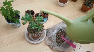 Уход за комнатными цветами ноябрь 2019. Лечуза.