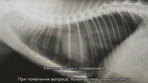 Кот часто дышит: причины и как можно помочь