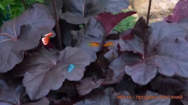 Гейхера гибридная Обсидиан (heuchera Hybrid Obsidian) ? обзор: как сажать, саженцы гейхеры Обсидиан