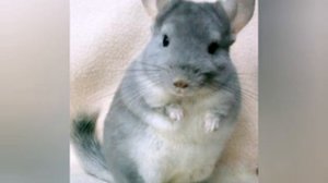 Всё о шиншилах (обязательно читать опясание!)