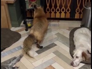 Ли Сяо / Alice the Fox Лиса Алиса (Собаки позвали лису в гости в дом)