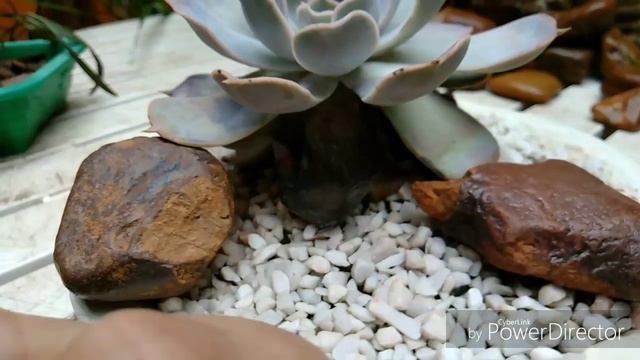 MINUTO RÁPIDO, Echeveria Lilacina смотреть онлайн