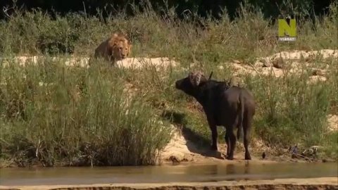 Дикая Природа Африки