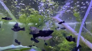 Моллинезии разных видов и размеров