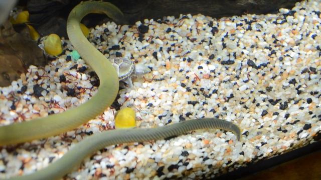 Аквариум 150 литров: черепаха мускусная кушает мотыль смотреть онлайн