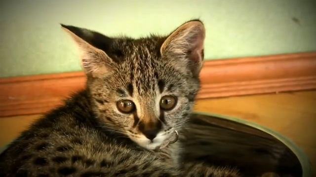 Котенок Саванна(Ашера) смотреть онлайн