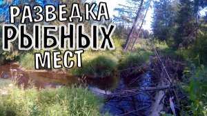 Разведка Рыбных Мест/Рыбалка На Спиннинг/Щука На Речке/Летняя Рыбалка На Щуку