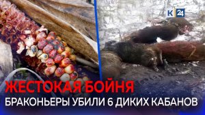 Браконьеры застрелили беременных диких свиней