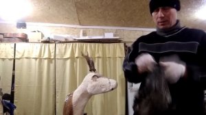 ГЛАЗА. Голова косули(часть 3). Таксидермия.