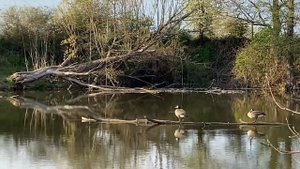 Стих: деревня