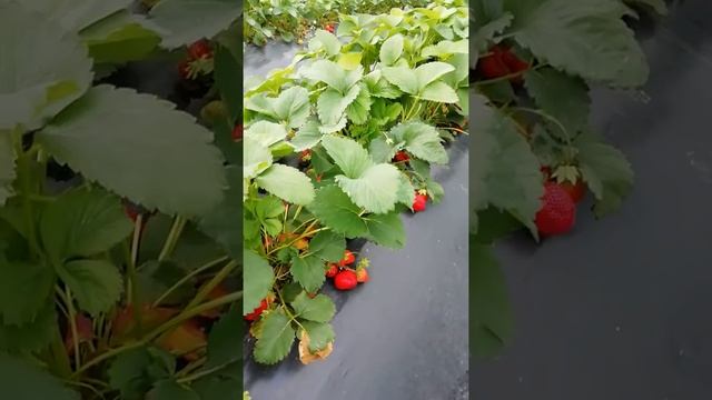 Заработай на клубнике. Сорт кембридж. Просто сладкая клубника смотреть онлайн