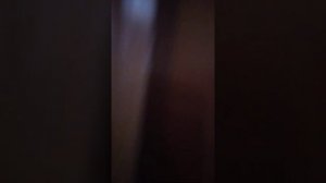 как видит муха